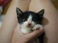 Oreo(레오)