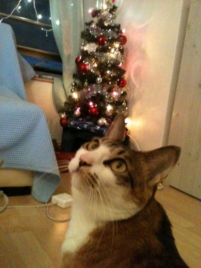 Whiskey (adopted!)
