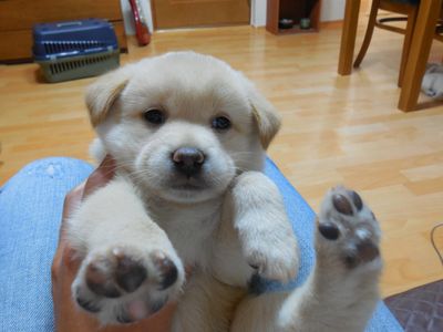 Jindo mix puppy! (1 of 5) MAY