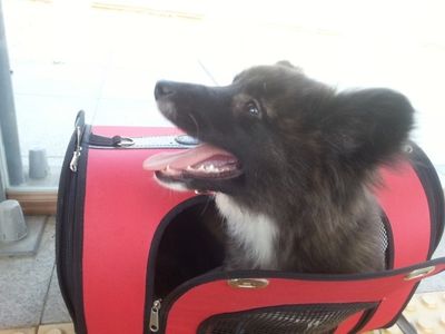 Kancho (Ara's pup)