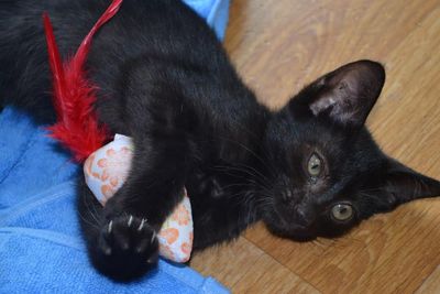 Luna (Loony)