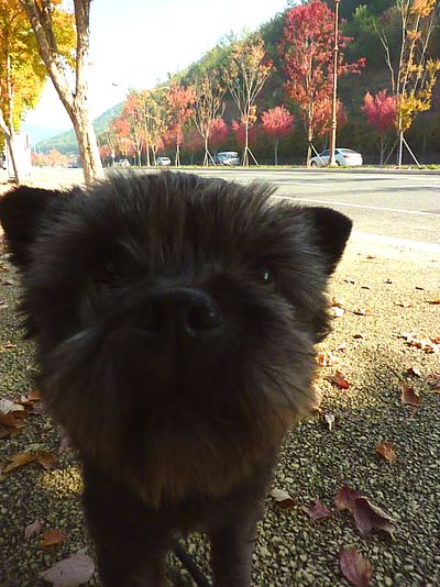 Kiko the Kiki Monster!