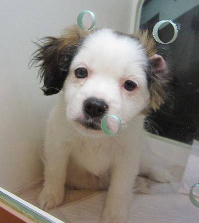 Pupster