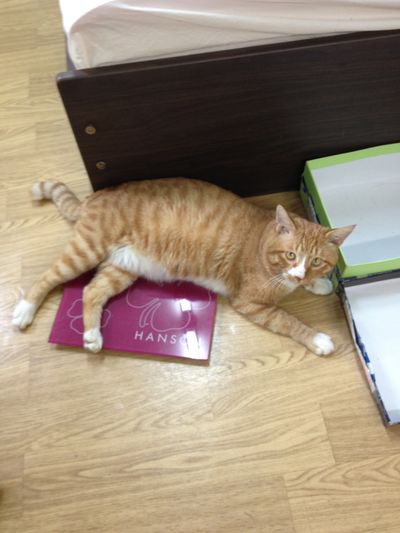 Garfield