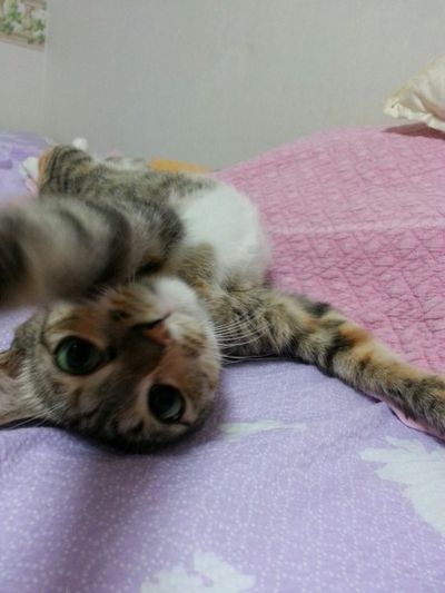 Lola