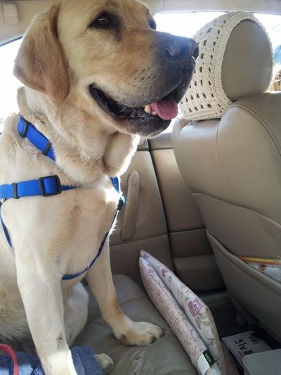 Sam the Lab