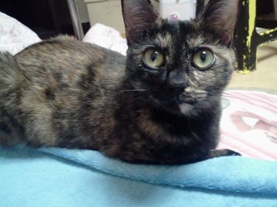 Abby