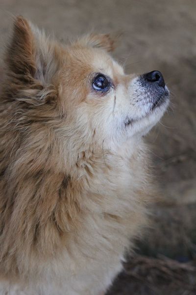 Koala Bear