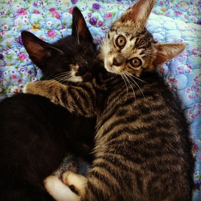Tiger: Stripey, Grey & Lovely