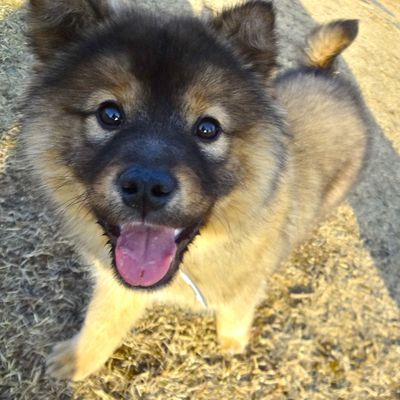 Baloo
