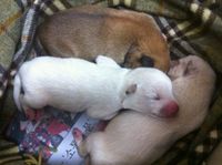 newborn puppies