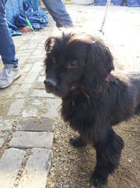 Coco