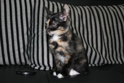 Kitty