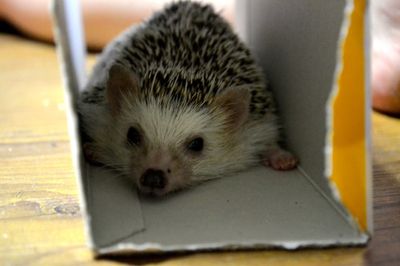 Herbert the Hedgehog