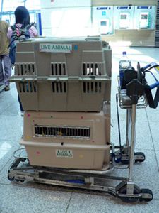 Air Travel With a Pet