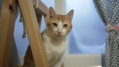 Tomas(아지)