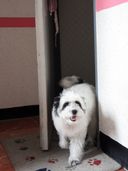 Prevent Losing a Pet