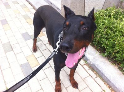 Dobbie the Doberman