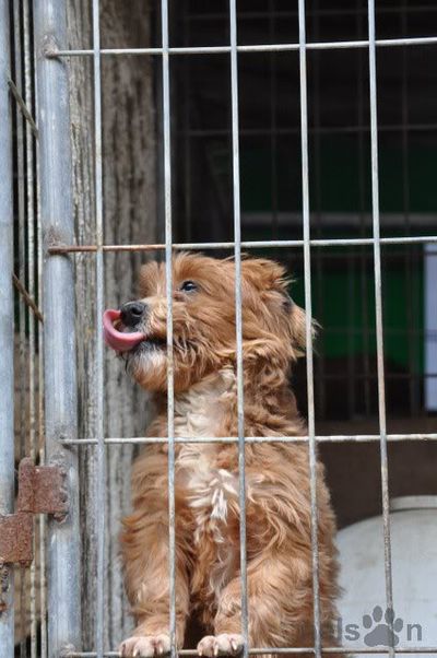 Small orange dog stands in crate