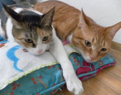 Lucky, Tiny and Stinky
