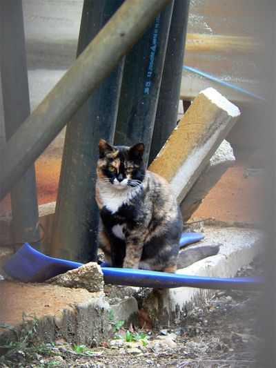 Rescuing an Animal From the Street