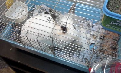 Bugs Bunny