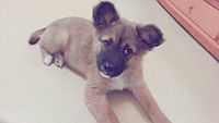 Narin (Ara's pup)