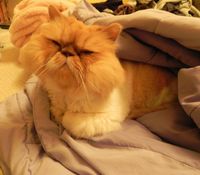 Big Haengbok