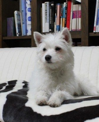 Coonie (Rose Tu Tu)