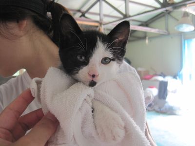Hyang(향이)