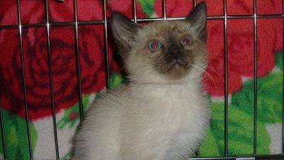 Legend has a forever home!! YAY!!