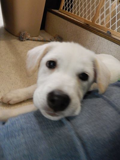 Bruce (1 of Sandy's 9 pups)