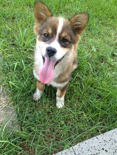 Pup