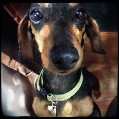 Milo