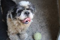 Nellie