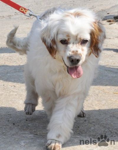 Bianco