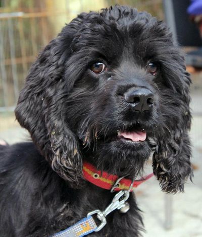 Reed The Cocker Spaniel
