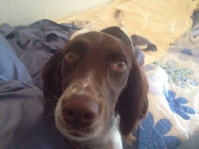 Bella