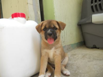 Sadie
