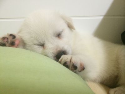 Thandi ~ one of Sandy's pups