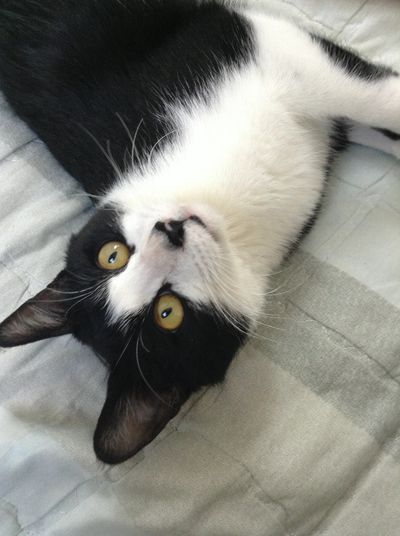 Domino