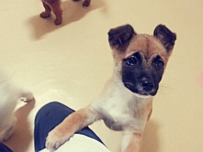 Ara's pup - Narae