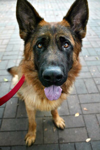 German Shepherds