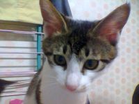 Meadow, the lone survivor!