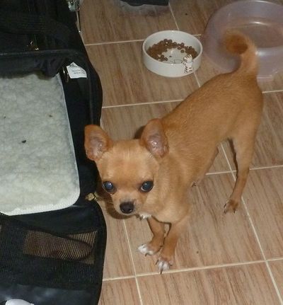 ChiChi the Chi