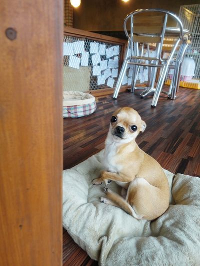 Chestnut (밤톨이)