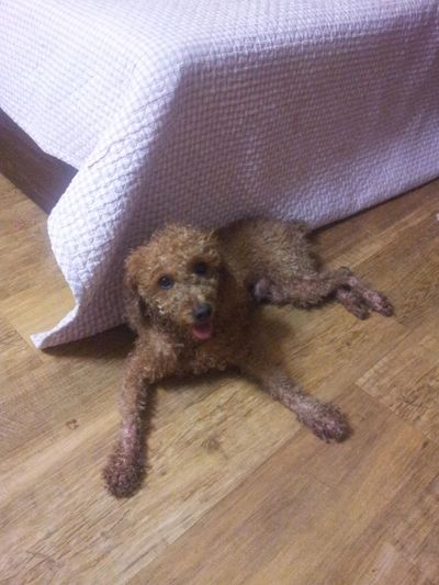 Sweet Poodle