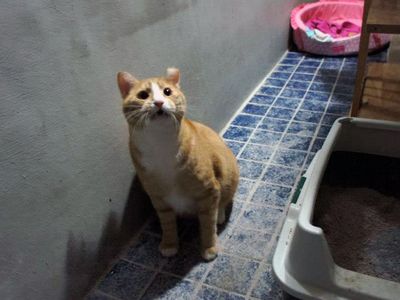 Cat with tipped ear in a house