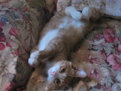 Sammy