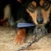Chained dog
